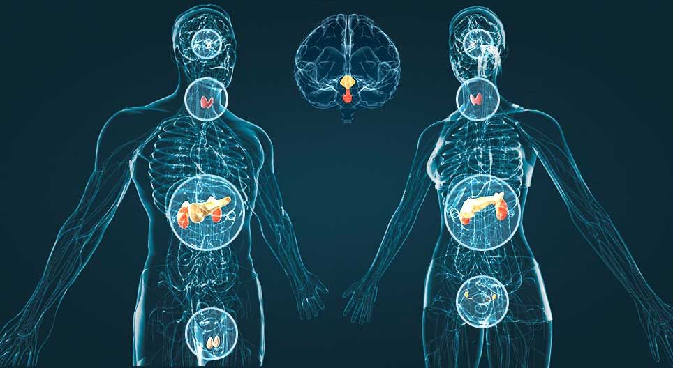 Qué es El Sistema Endocrino